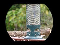 4K वीडियो Mini91 नाइट विजन मोनोकुलर